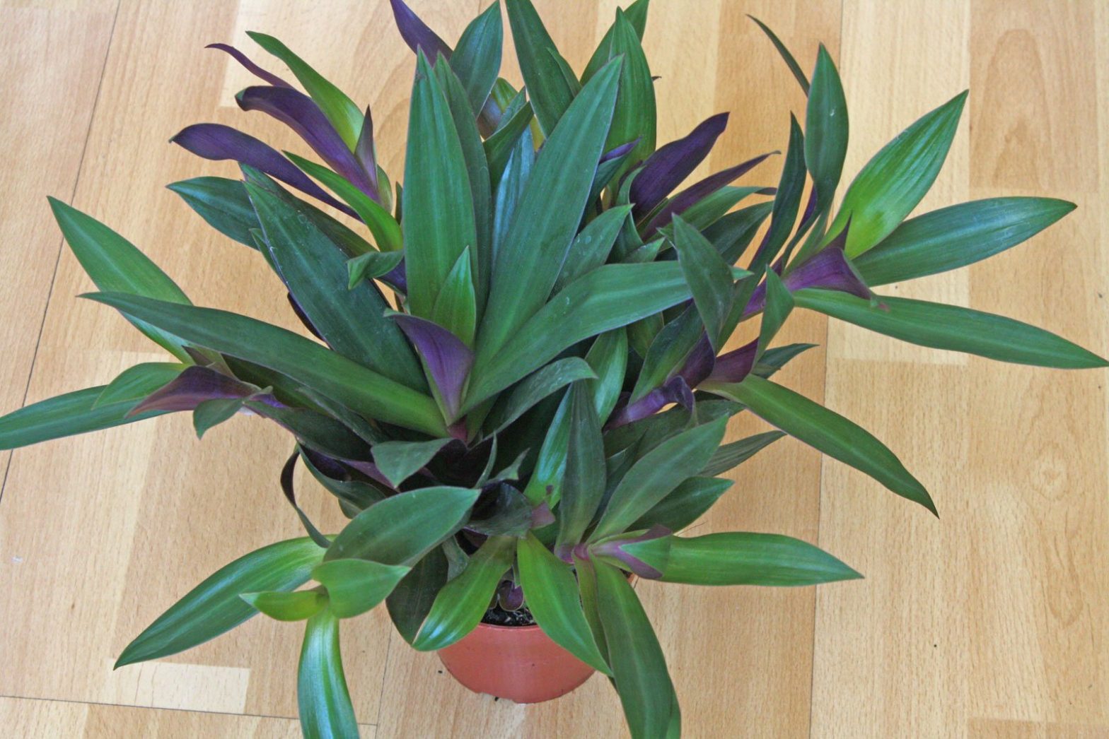 Dreimasterblume Zimmerpflanze Pflege
