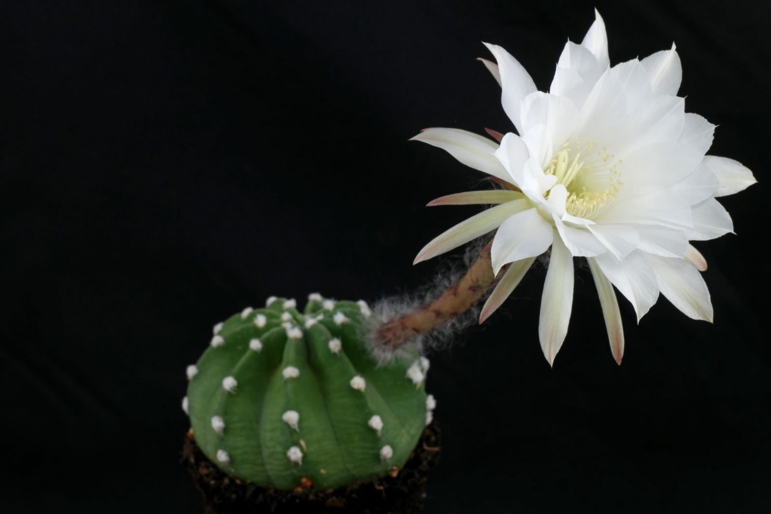 Comment Faire Pour Avoir Des Rejets De Echinopsis Subdenudata