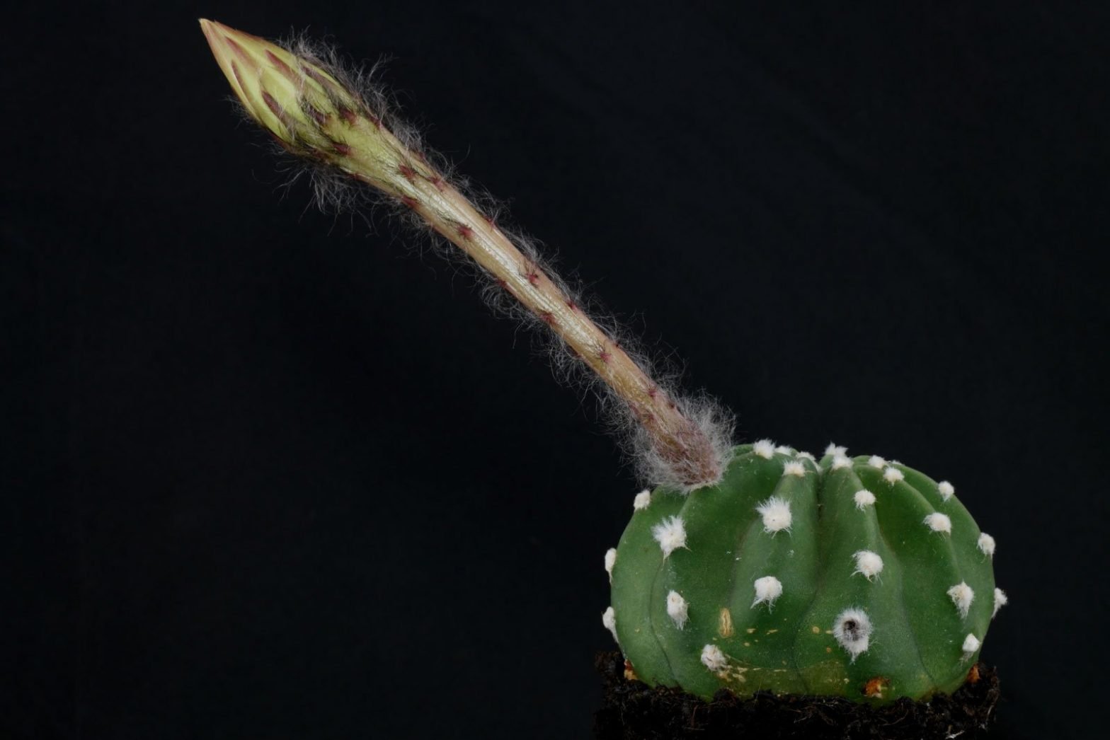 Echinopsis subdenudata