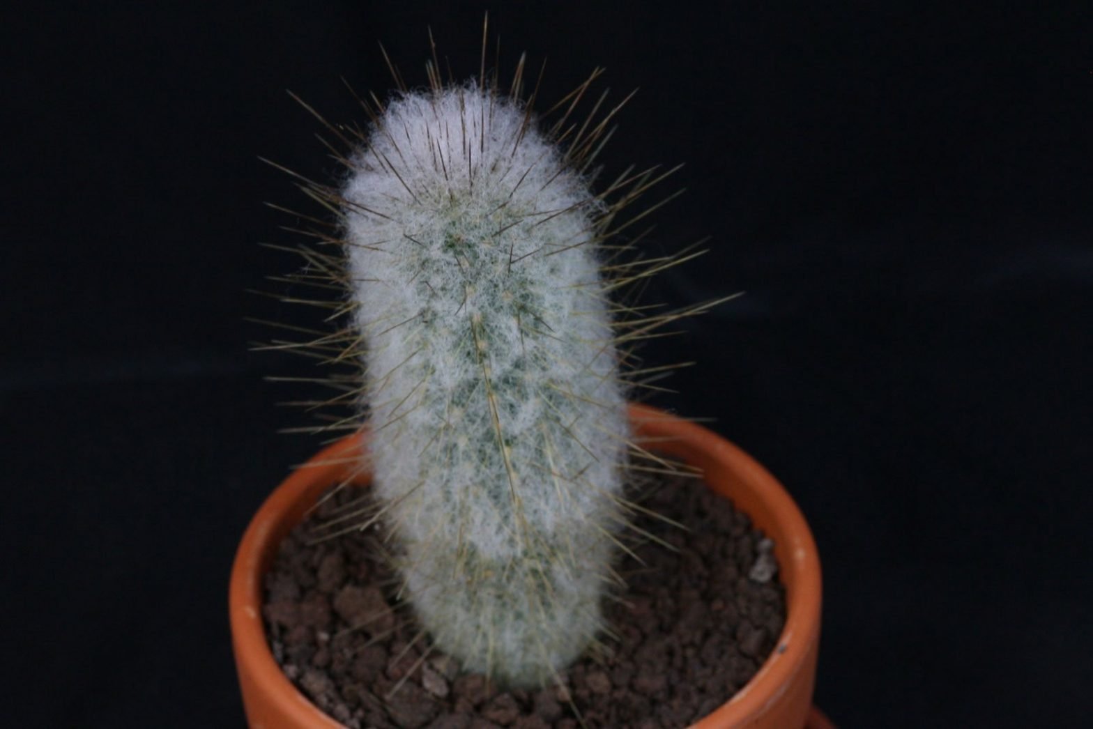 Espostoopsis dybowskii