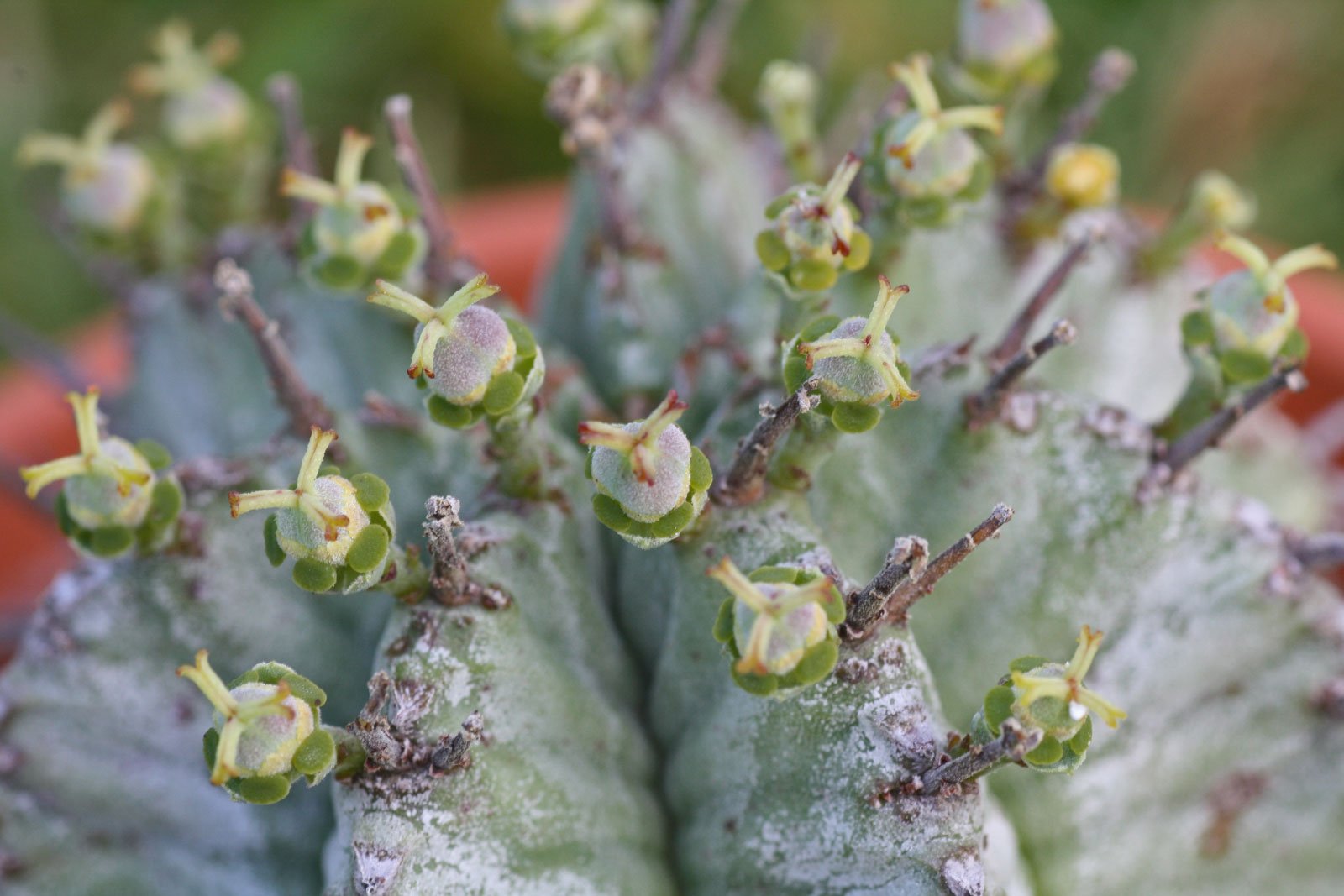 Euphorbia horrida Striata