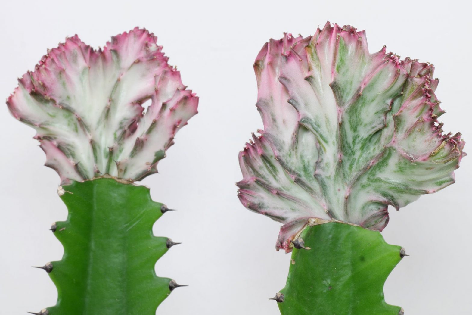 Euphorbia lactea