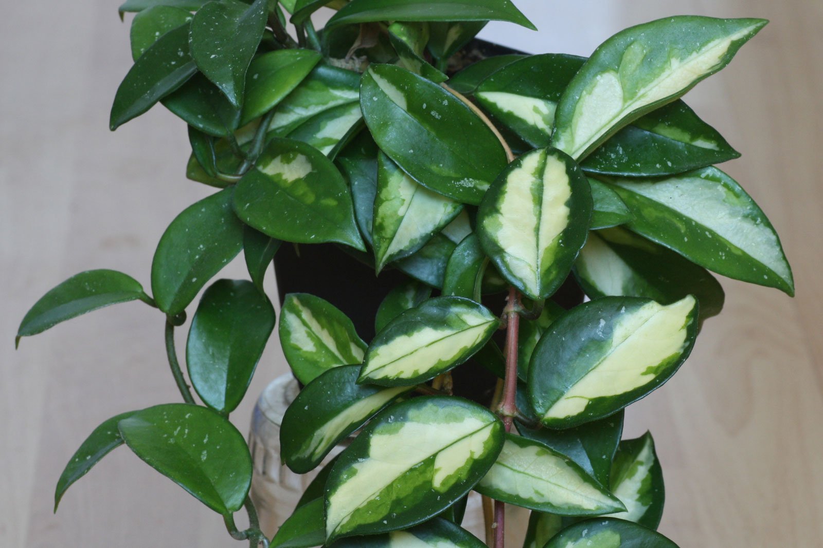 Hoya carnosa Tricolor