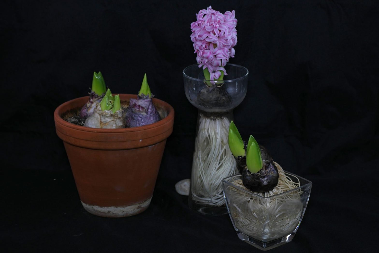 Hyazinthe (Hyacinthus orientalis)