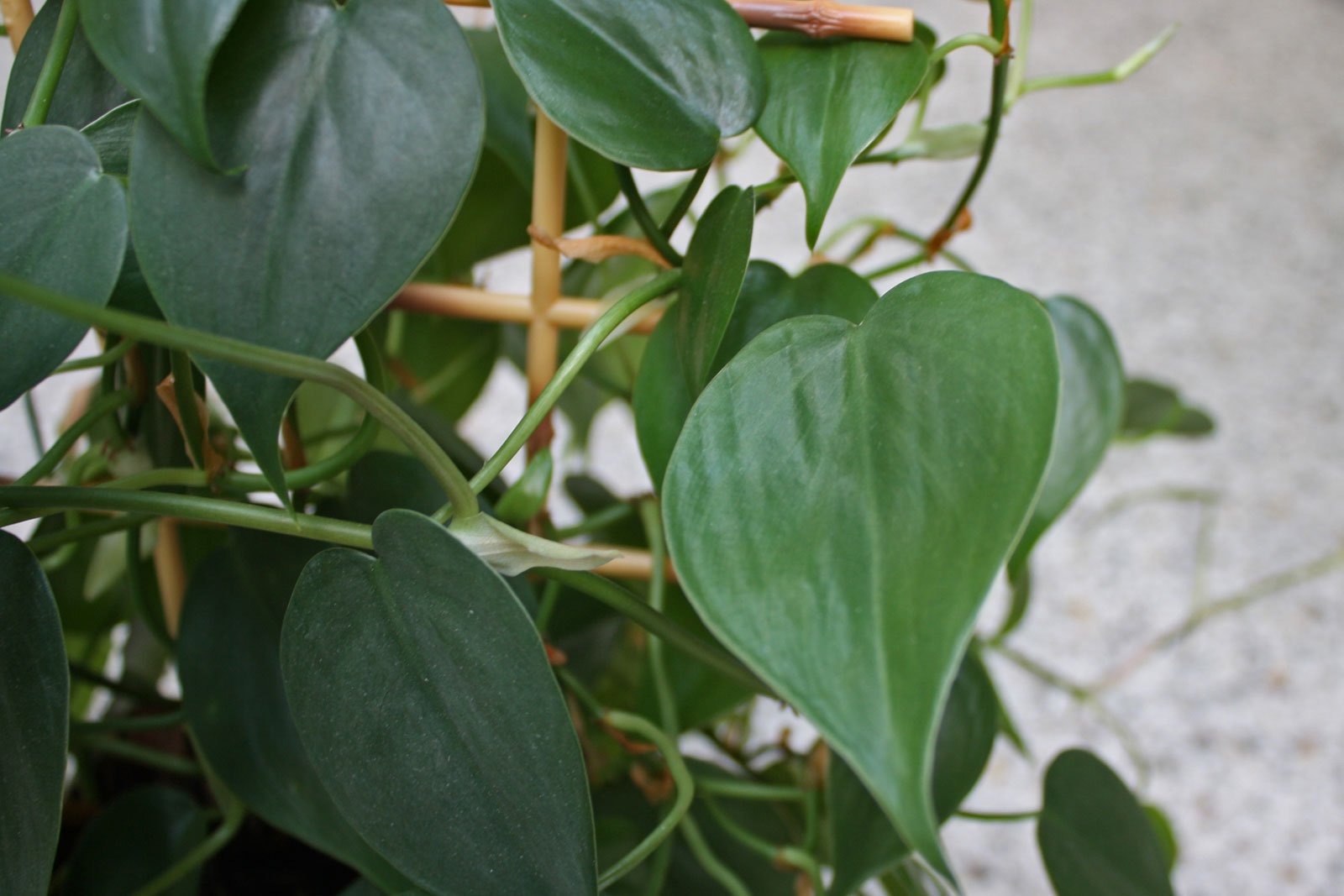Kletterphilodendron