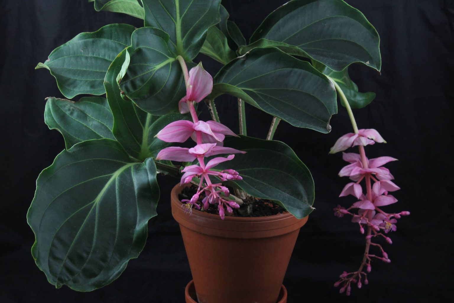 Medinilla magnifica (Medinille)