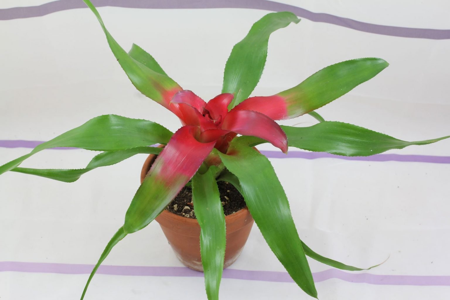 Nestananas (Neoregelia carolinae)