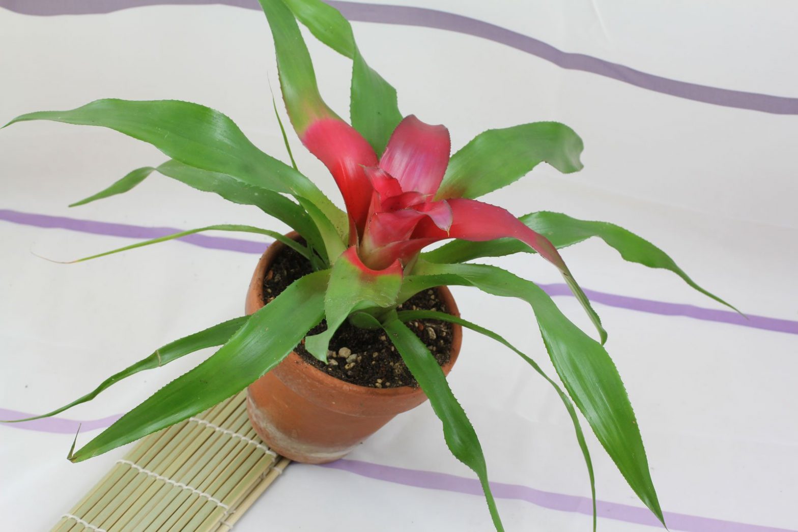 Nestananas (Neoregelia carolinae)