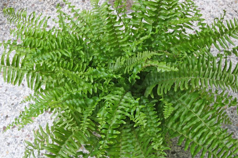 Produktbild von Nephrolepis Exaltata Schwertfarn | 25-35 Cm Zimmerpflanze Fürs