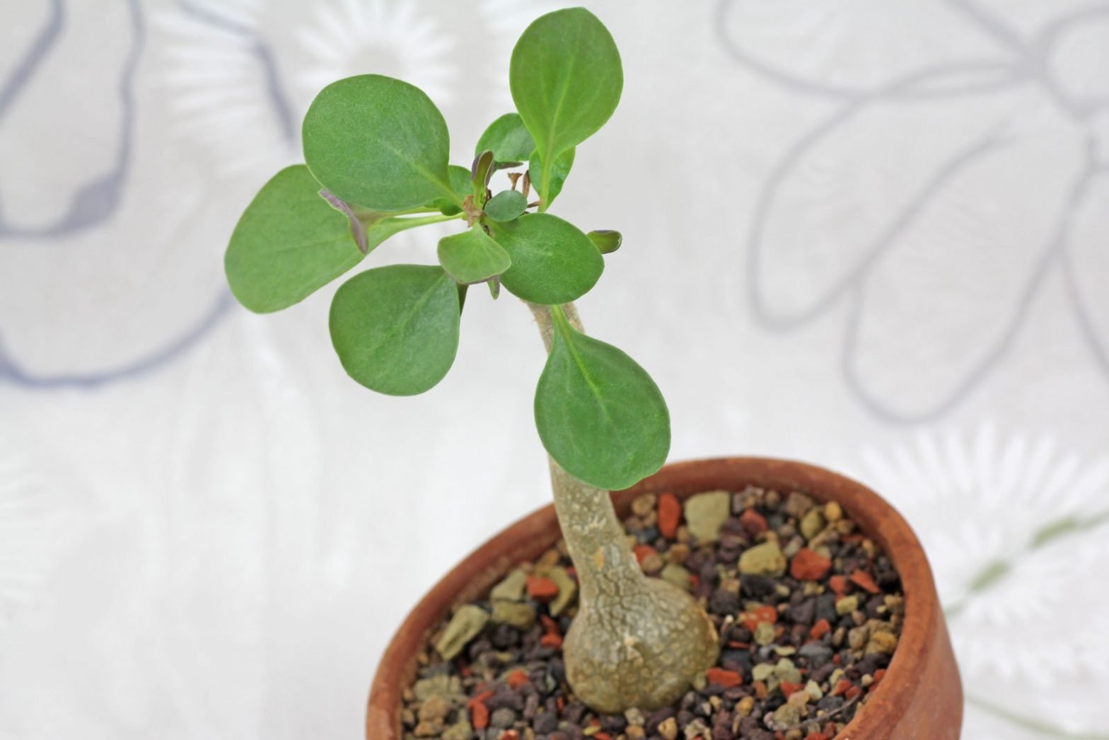 Othonna triplinervia