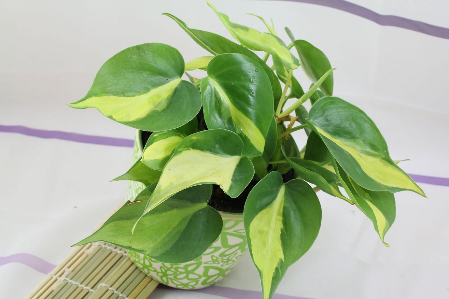 Kletterpiholodendron (Philodendron hederaceum / scandens)