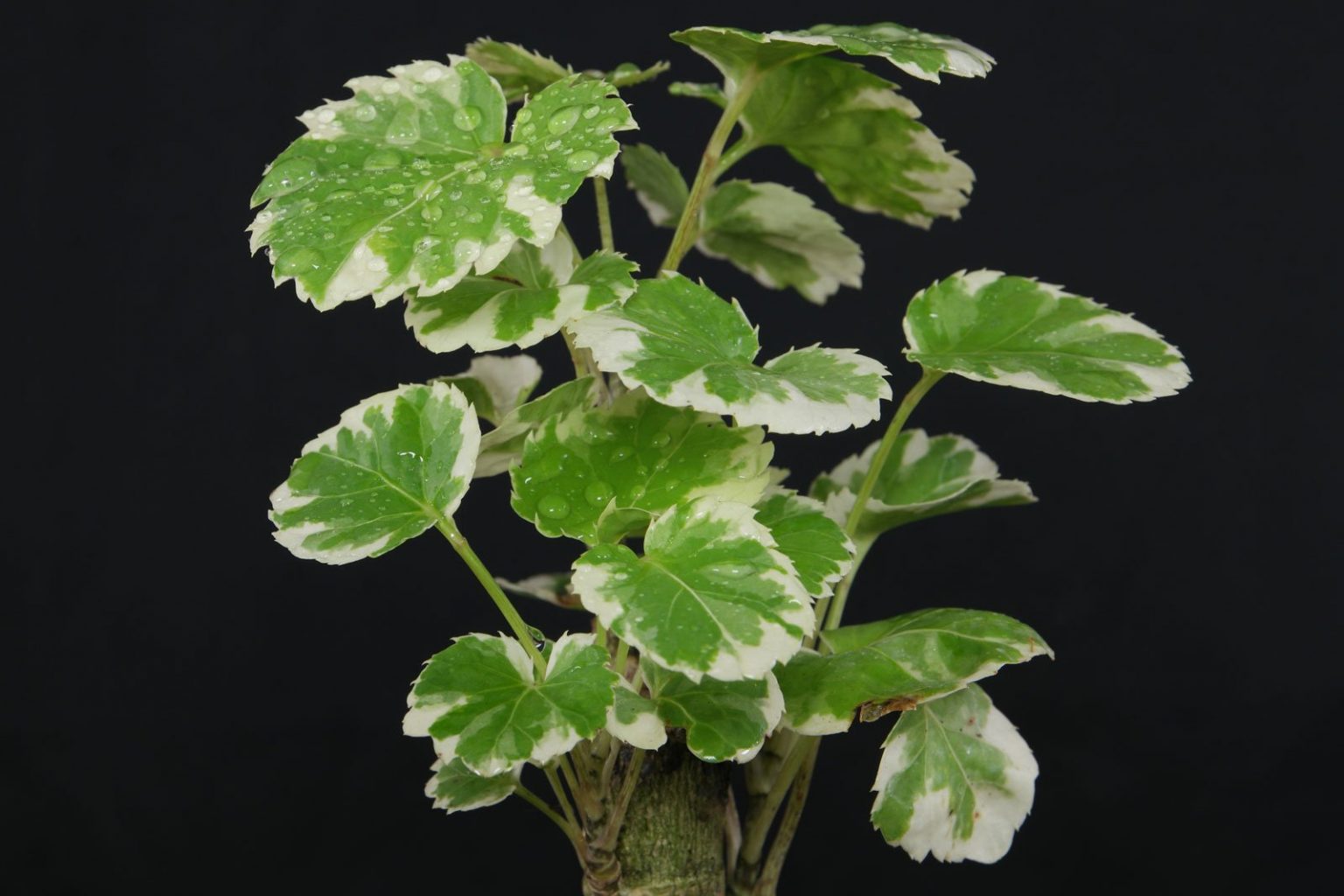 Fiederaralie (Polyscias scutellaria)