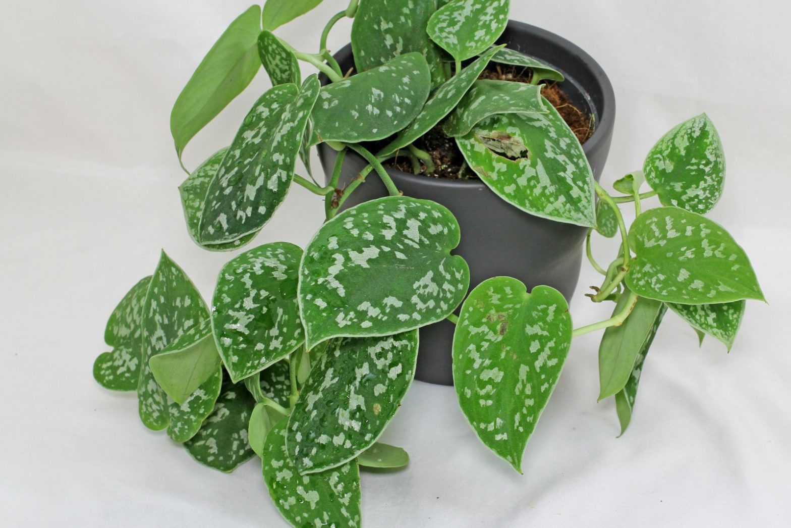 Gefleckte Efeutute (Scindapsus pictus)