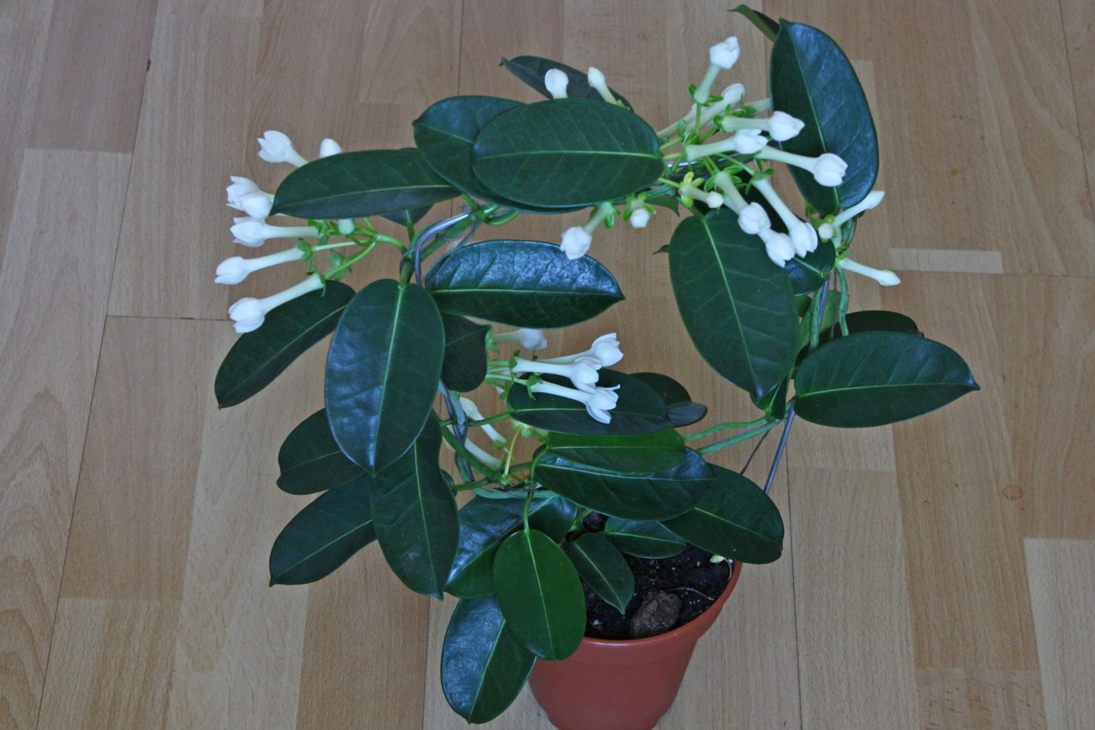 Kranzschlinge (Stephanotis floribunda)