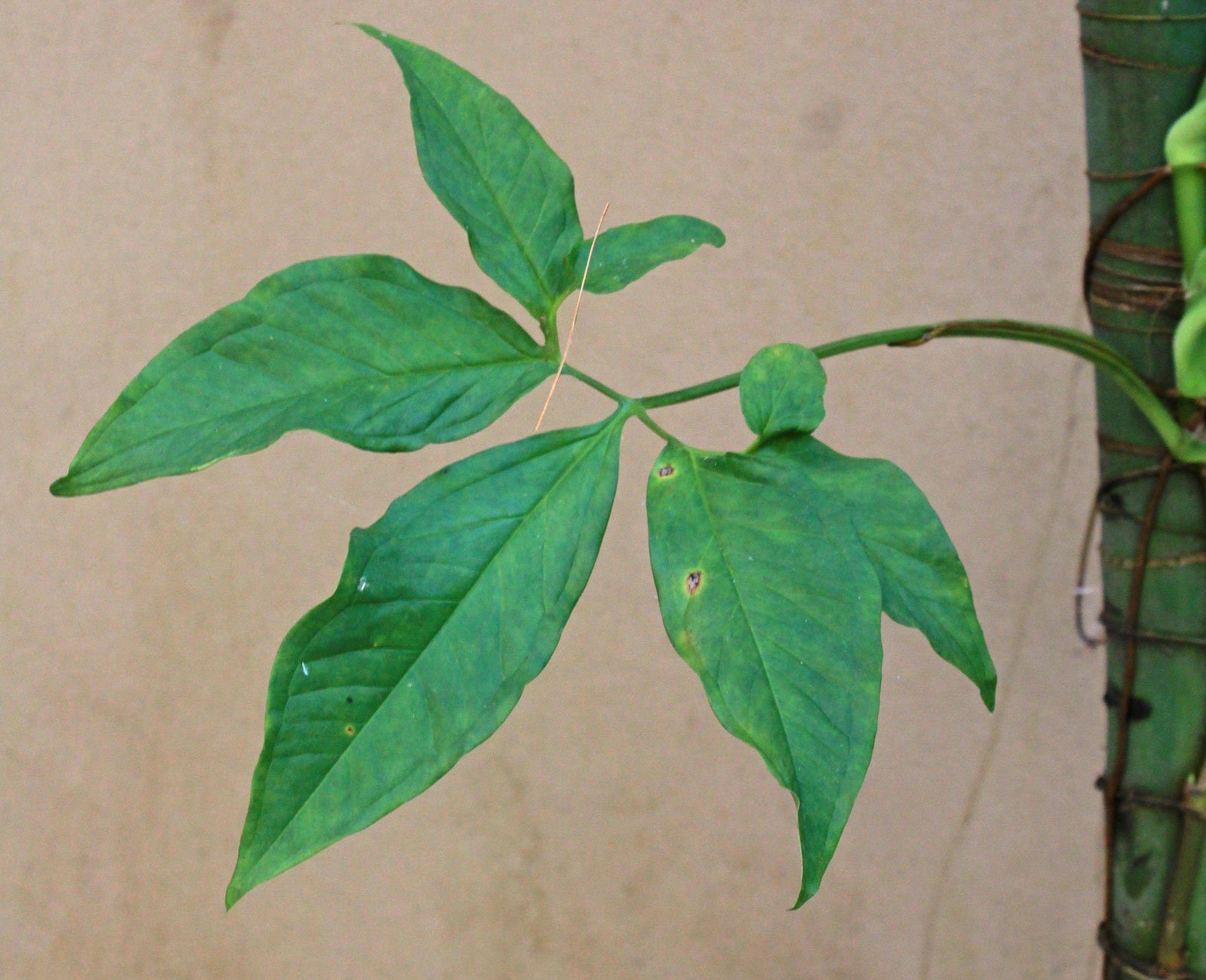 Syngonium podophyllum Blatt