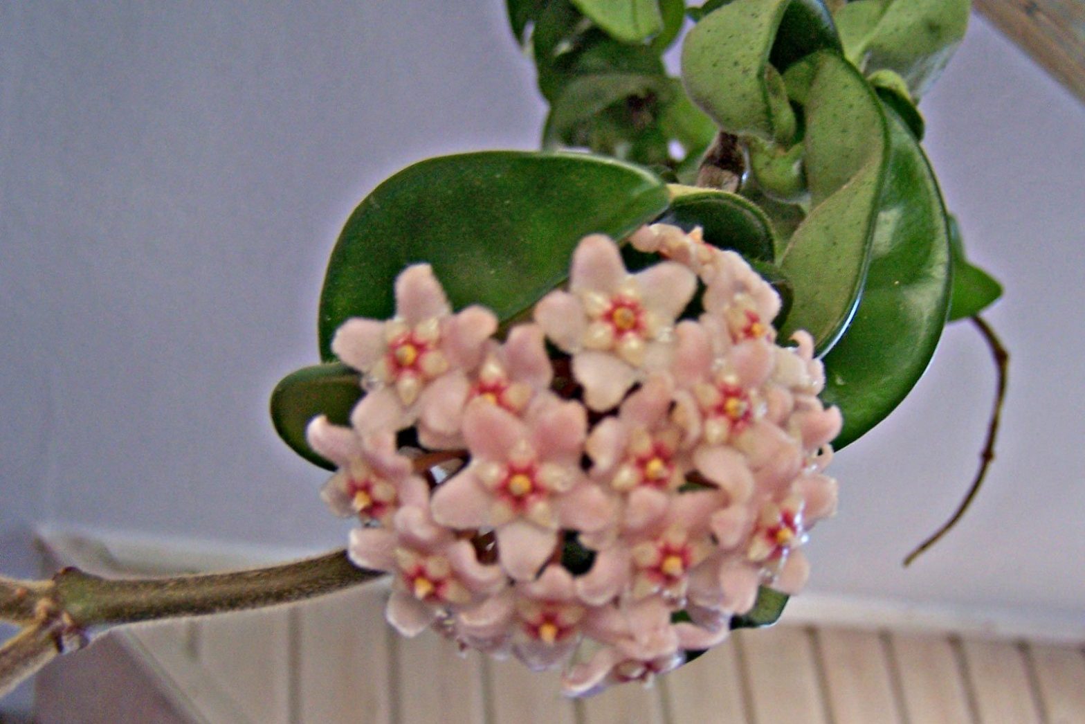 Wachsblume (Hoya carnosa)