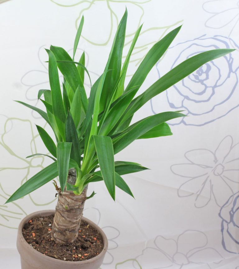 Yucca Palme (Yucca gigantea)