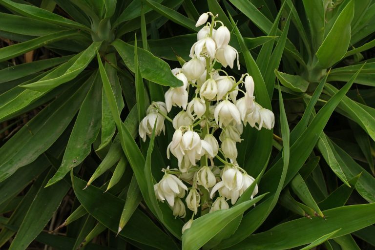 Yucca Palme (Yucca gigantea)