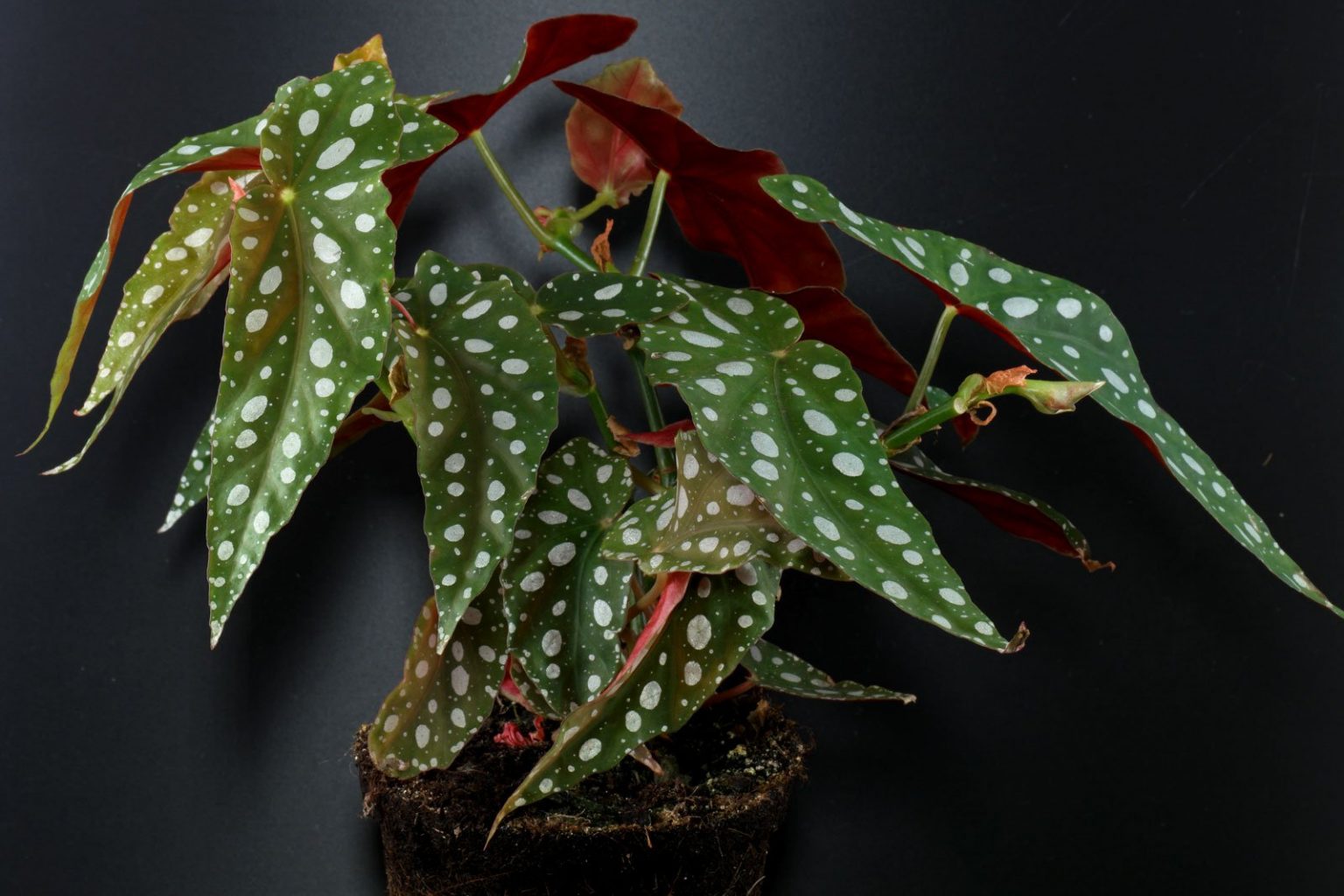 Begonia Maculata Pflege
