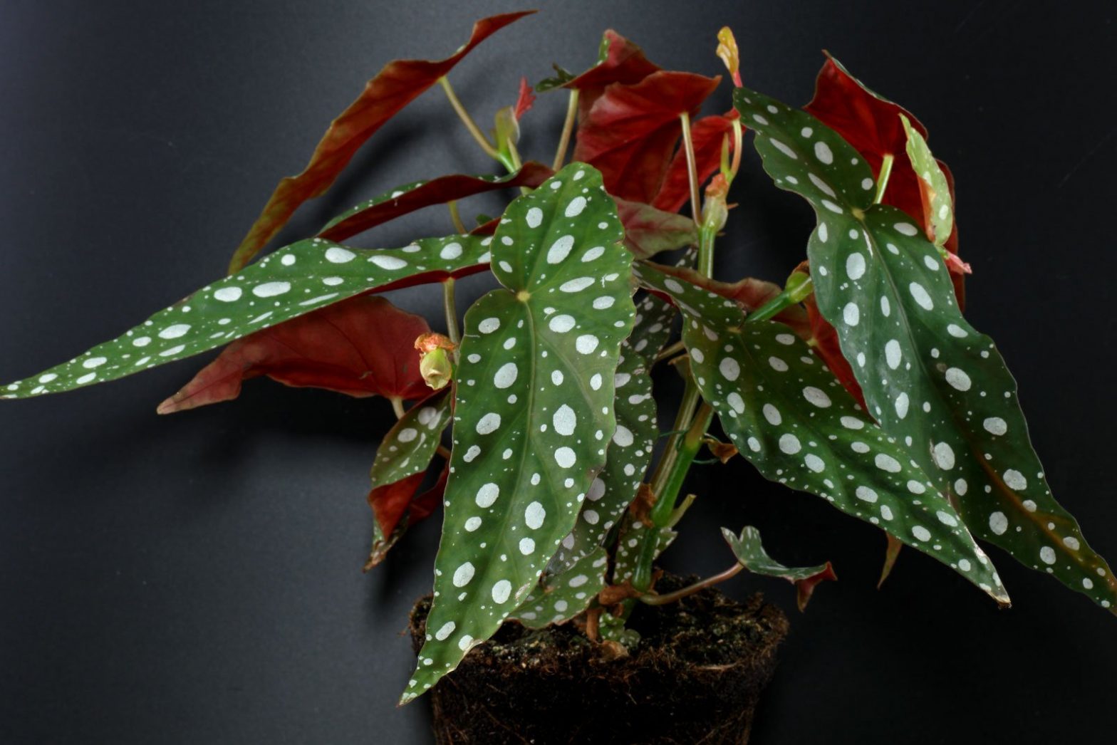 Forellenbegonie (Begonia maculata)