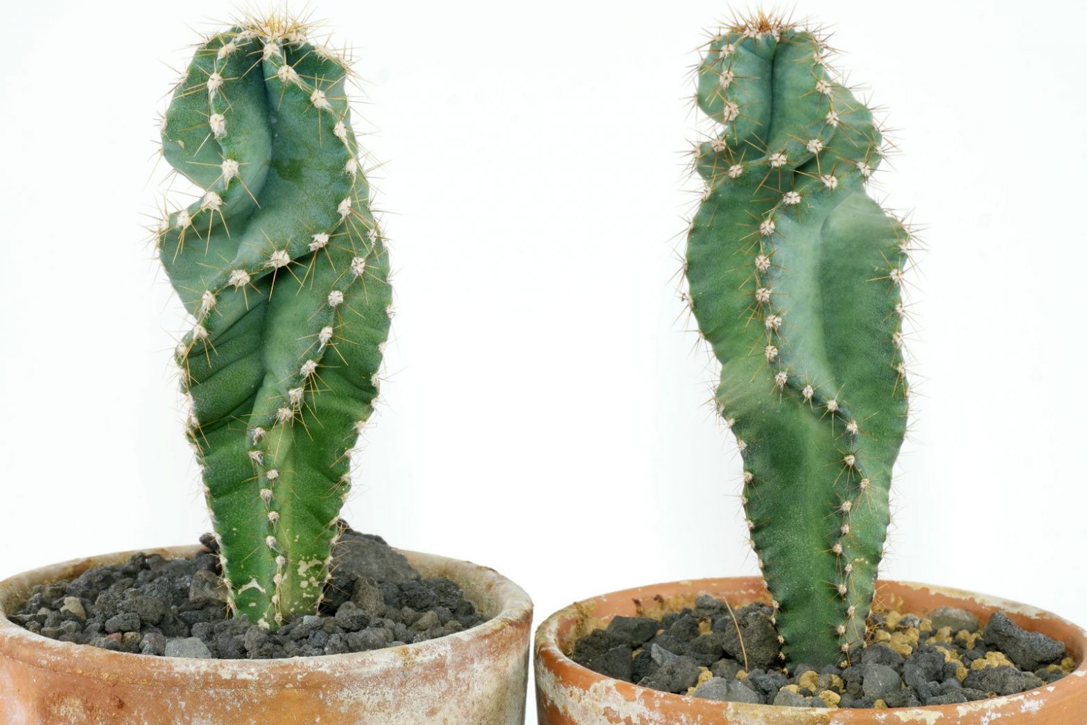 Spiralkaktus (Cereus jamacaru 