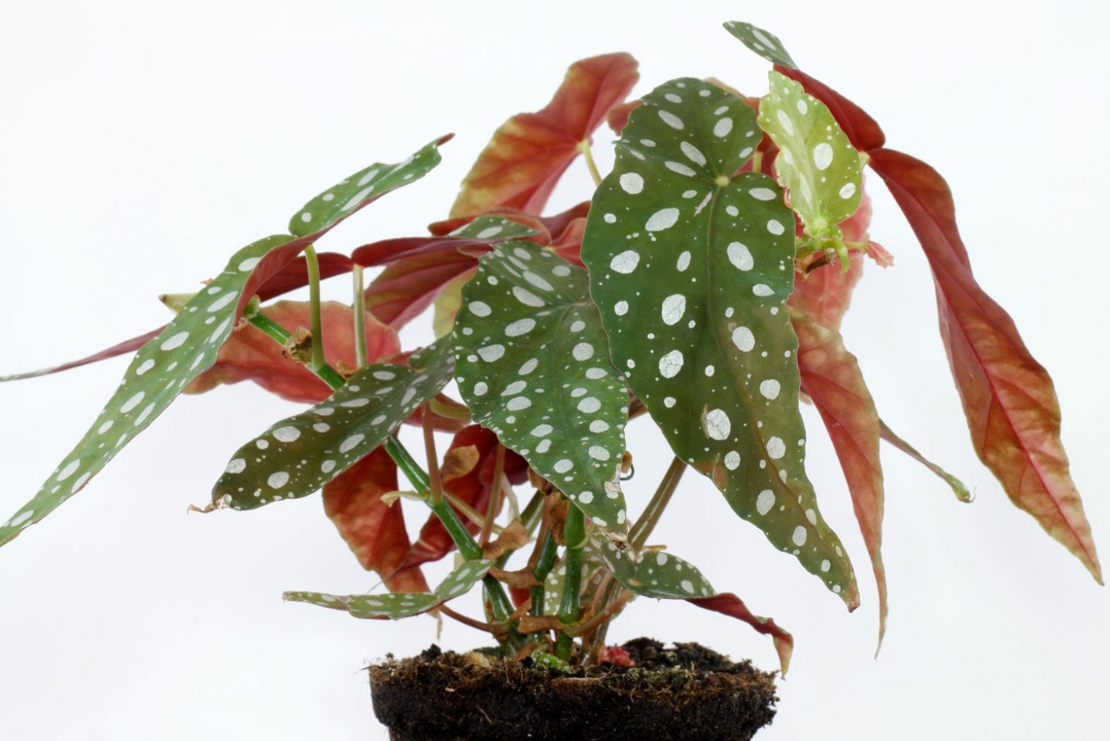 Begonia Maculata Pflege