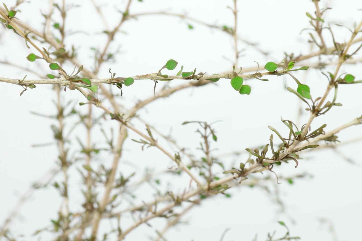 Koprosma (Coprosma virescens)