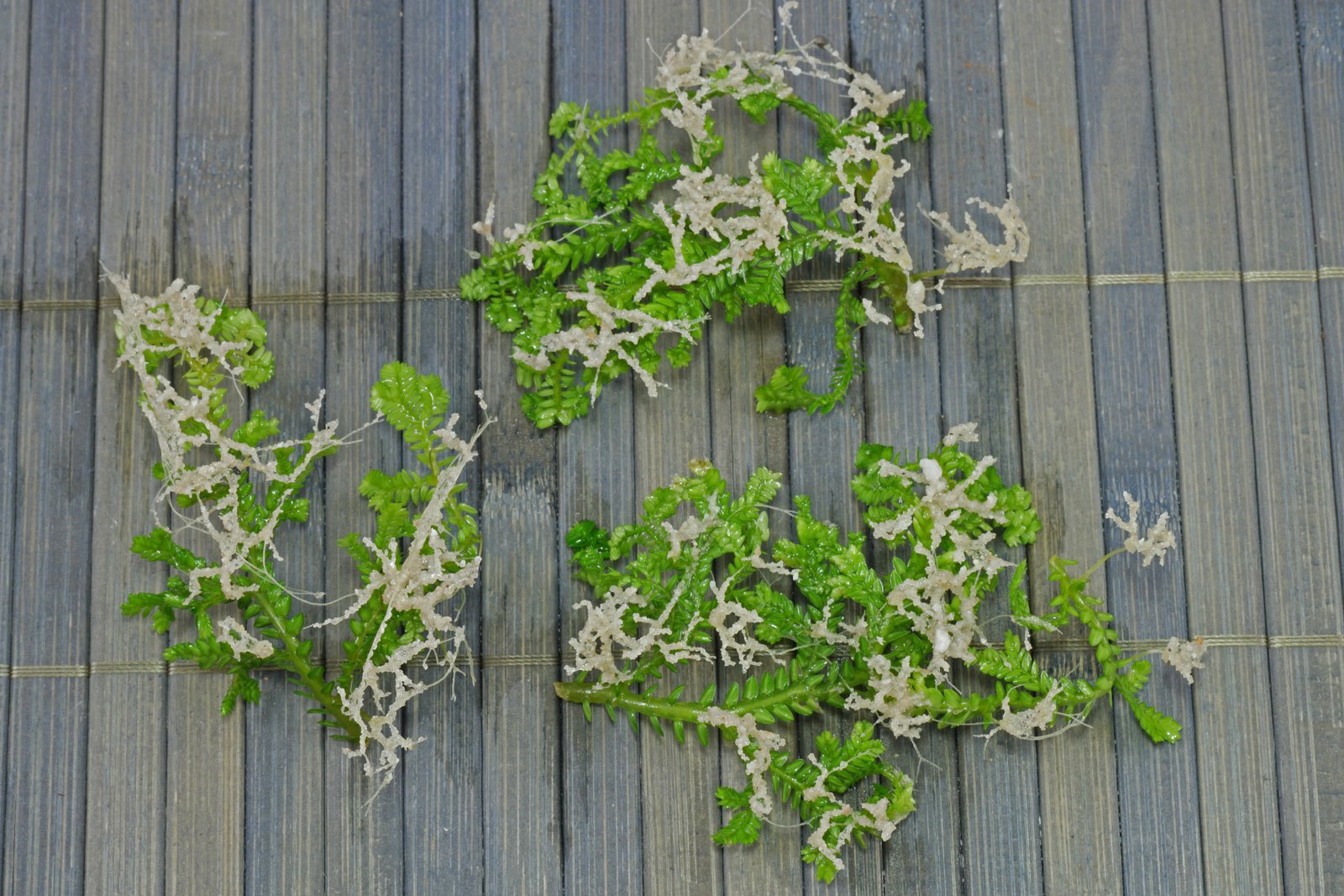 Selaginella martensii Stecklinge Wurzeln