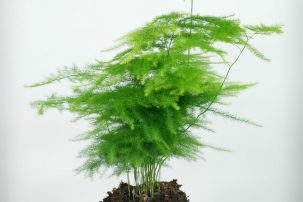 Zierspargel (Asparagus setaceus)