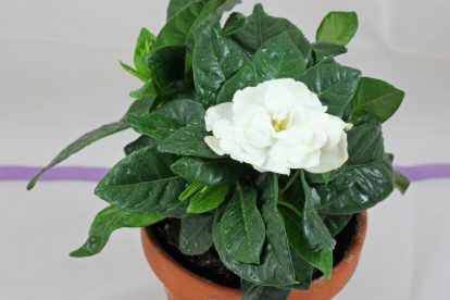 Gardenie (Gardenia jasminoides) › Zimmerpflanzen Pflege