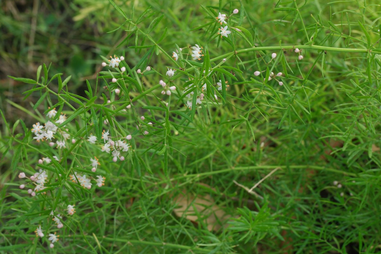 Zierspargel (Asparagus densiflorus)