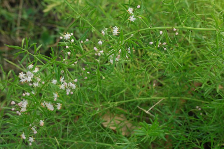 Zierspargel (Asparagus densiflorus)