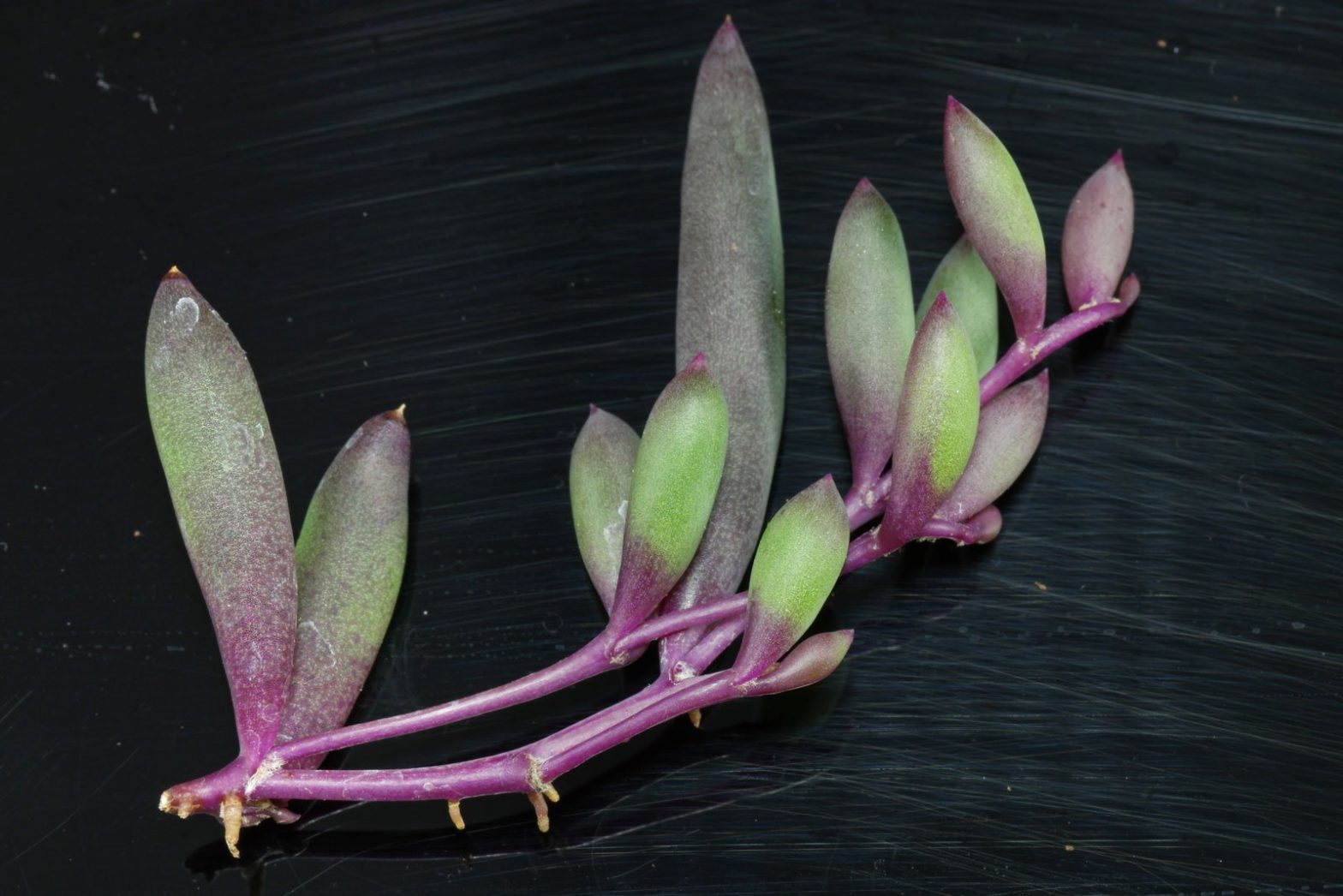 perlenkette-senecio-herreianus