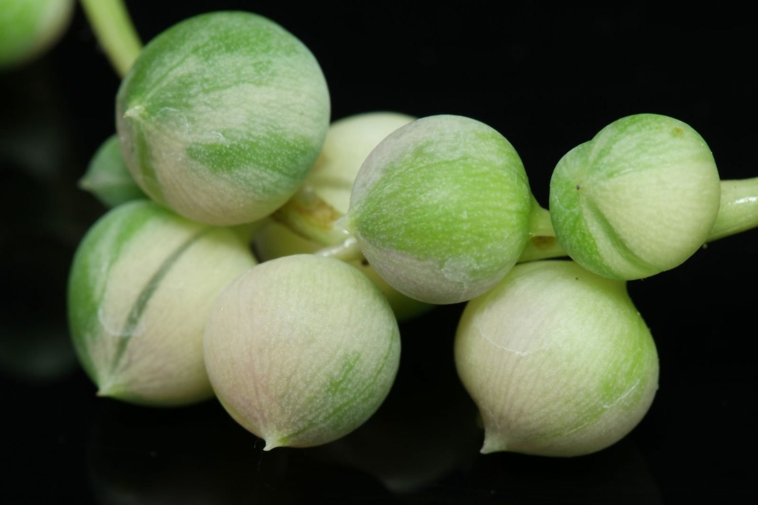 Erbsenpflanze (Senecio rowleyanus)