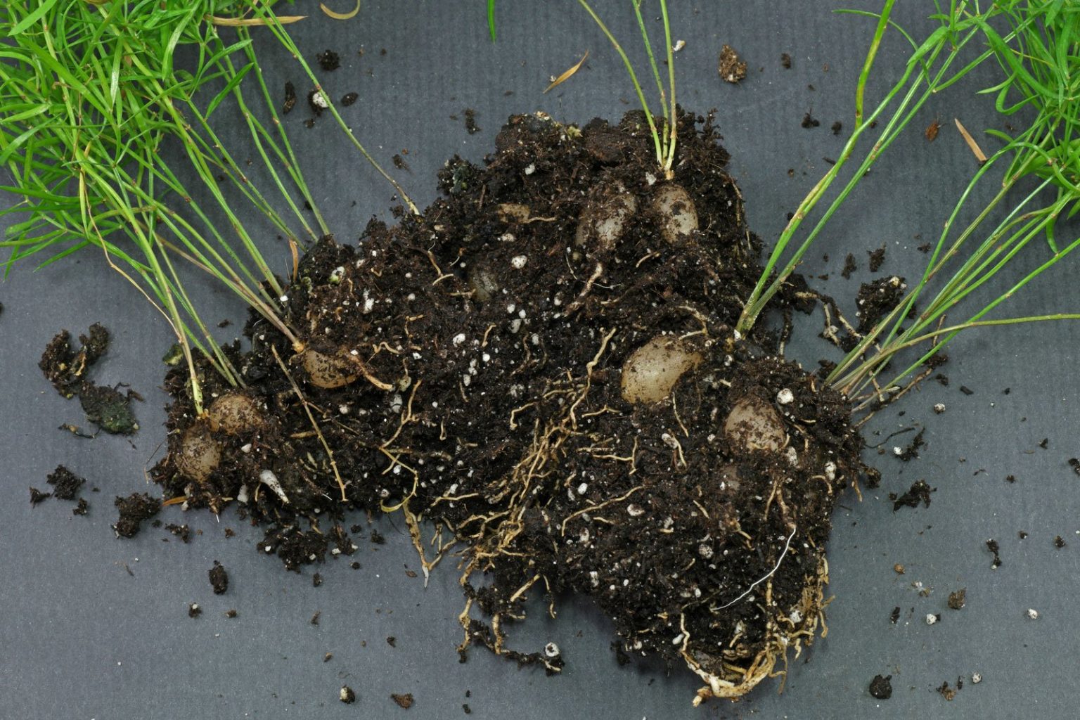 Zierspargel (Asparagus densiflorus)