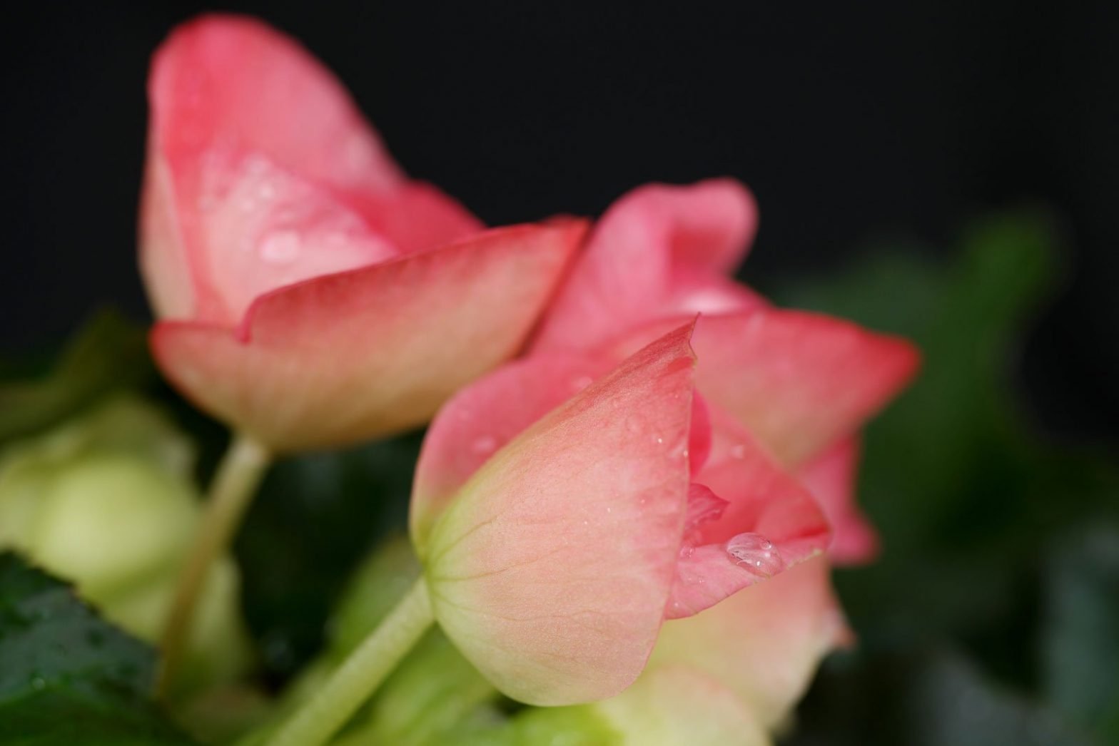 ElatiorBegionie (Begonia × hiemalis)