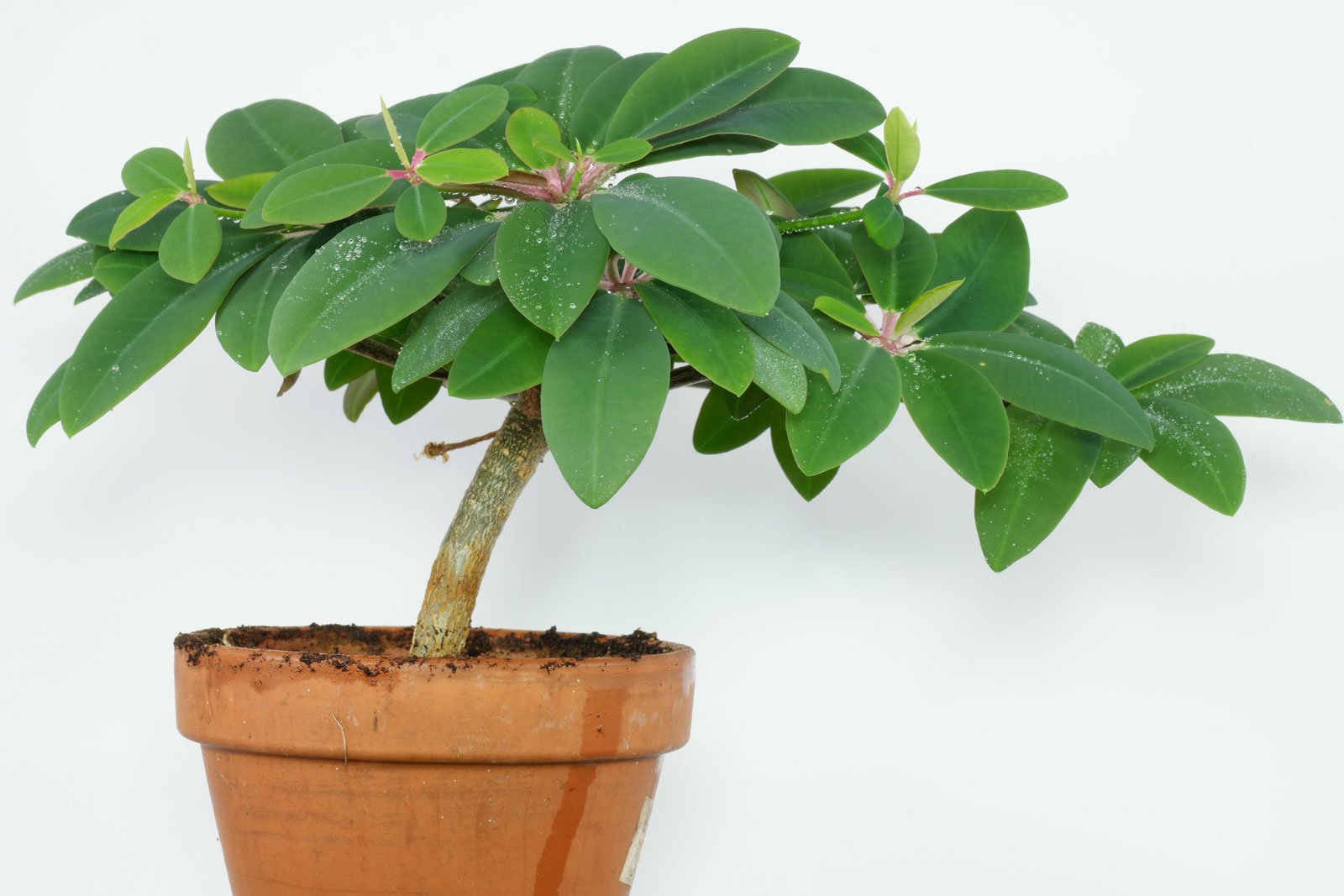 Euphorbia bongolavensis