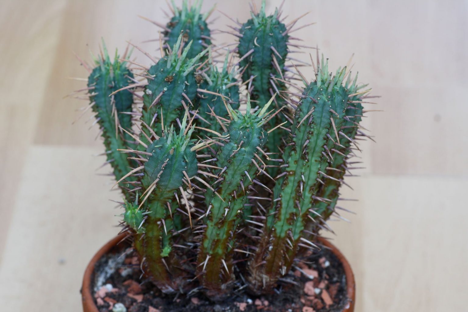 Euphorbia mammillaris