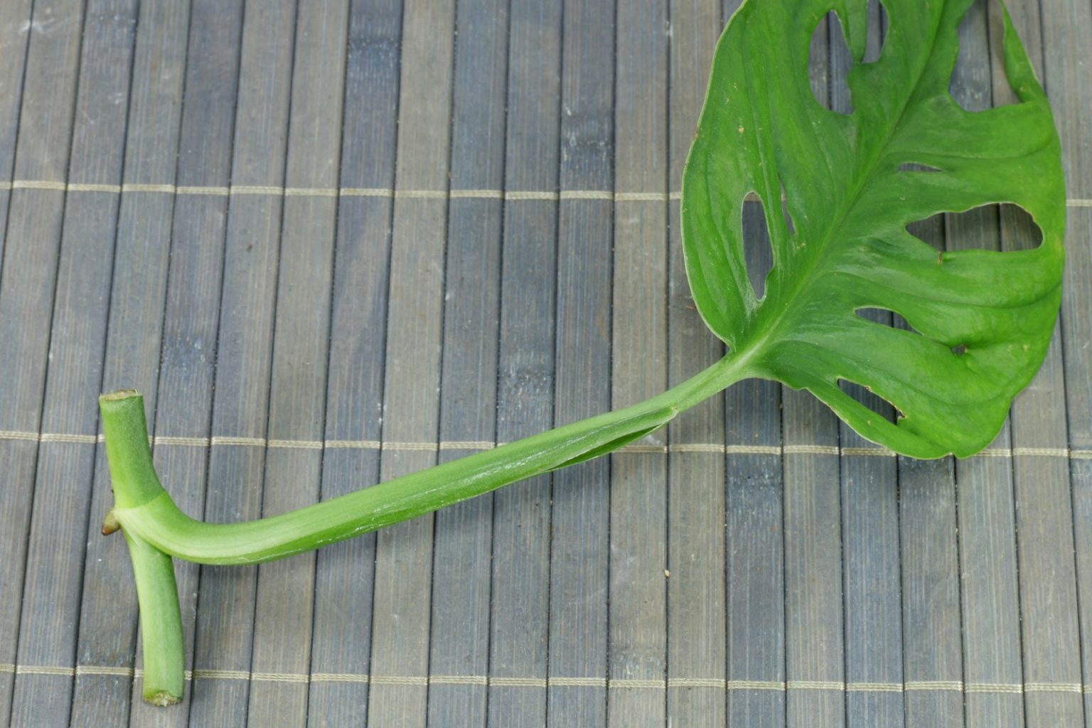 Monstera Monkey Leaf (Monstera adansonii)