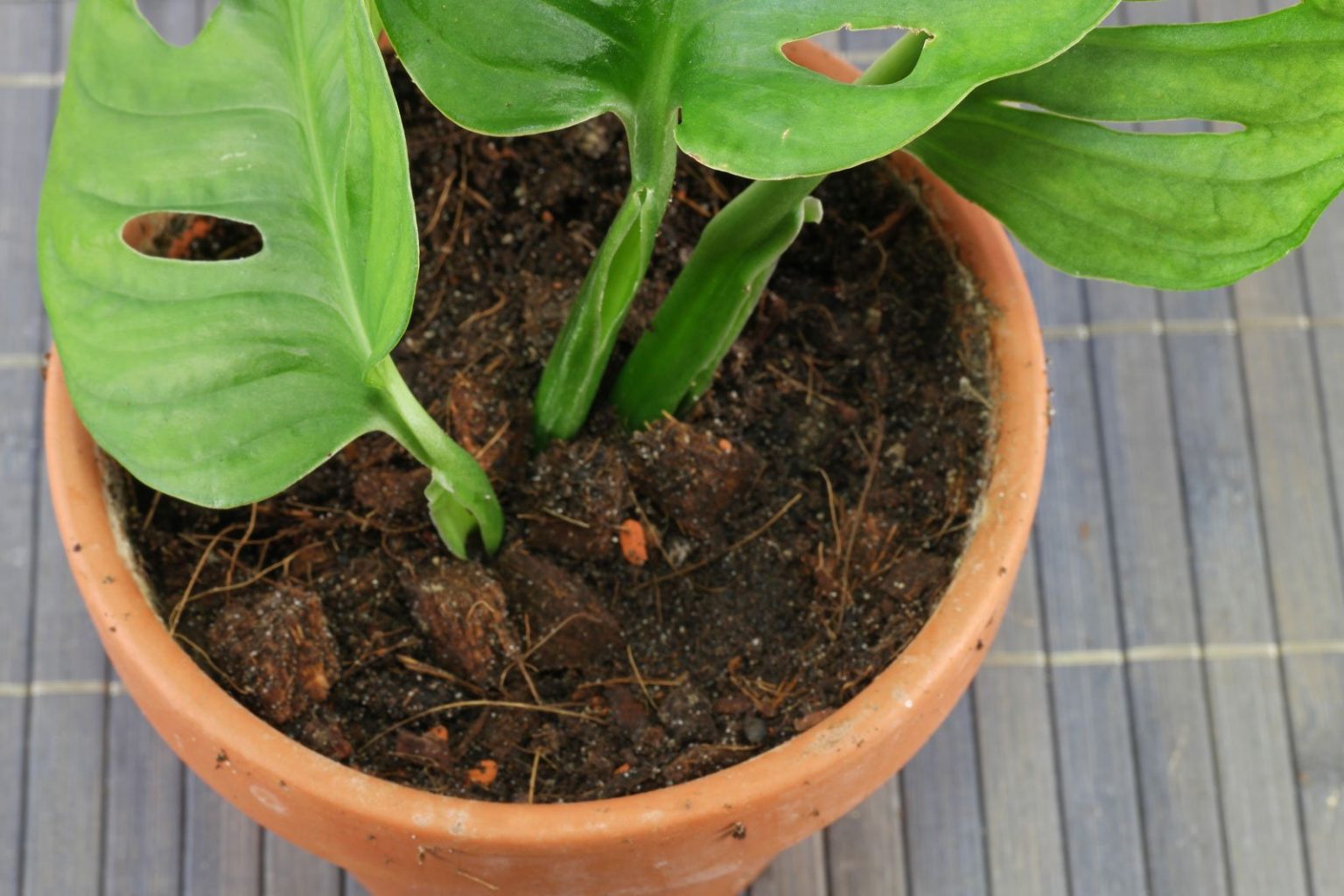 Monstera Monkey Leaf (Monstera adansonii)