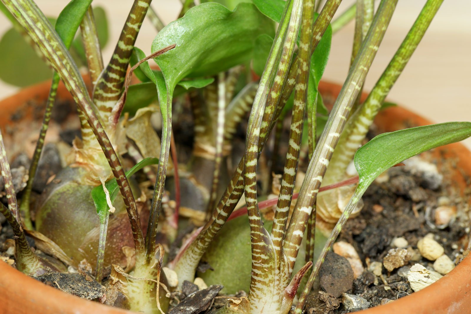 Drimiopsis maculata Zwiebeln