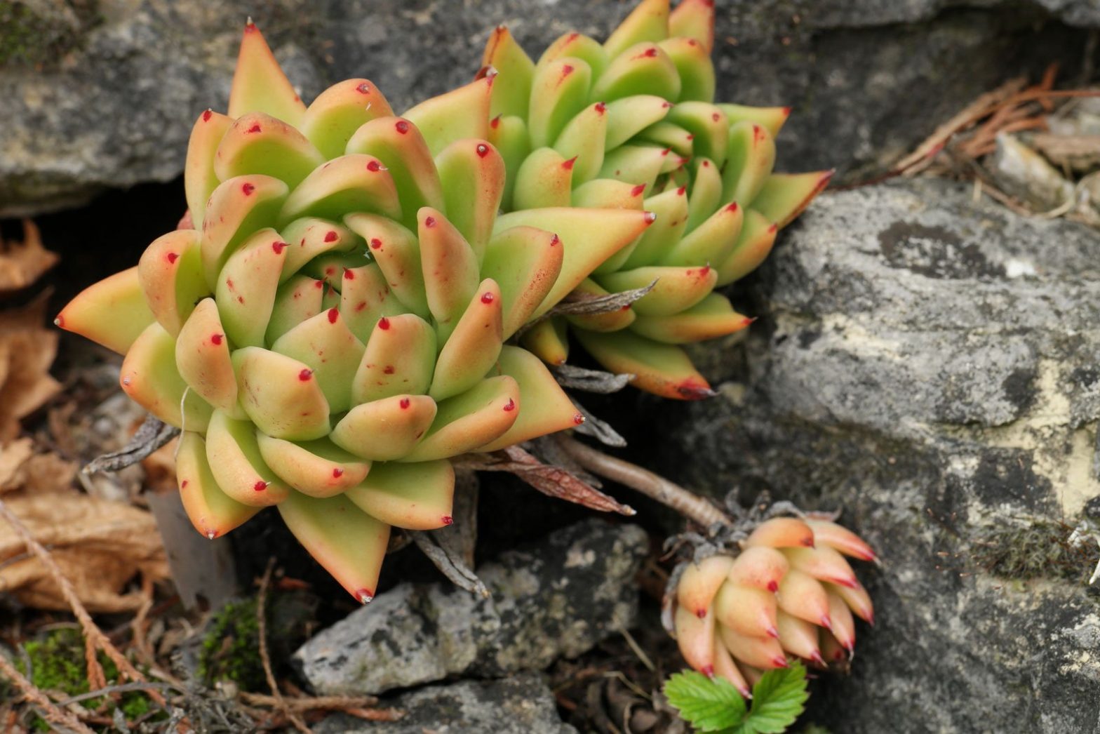 Echeverie (Echeveria agavoides)