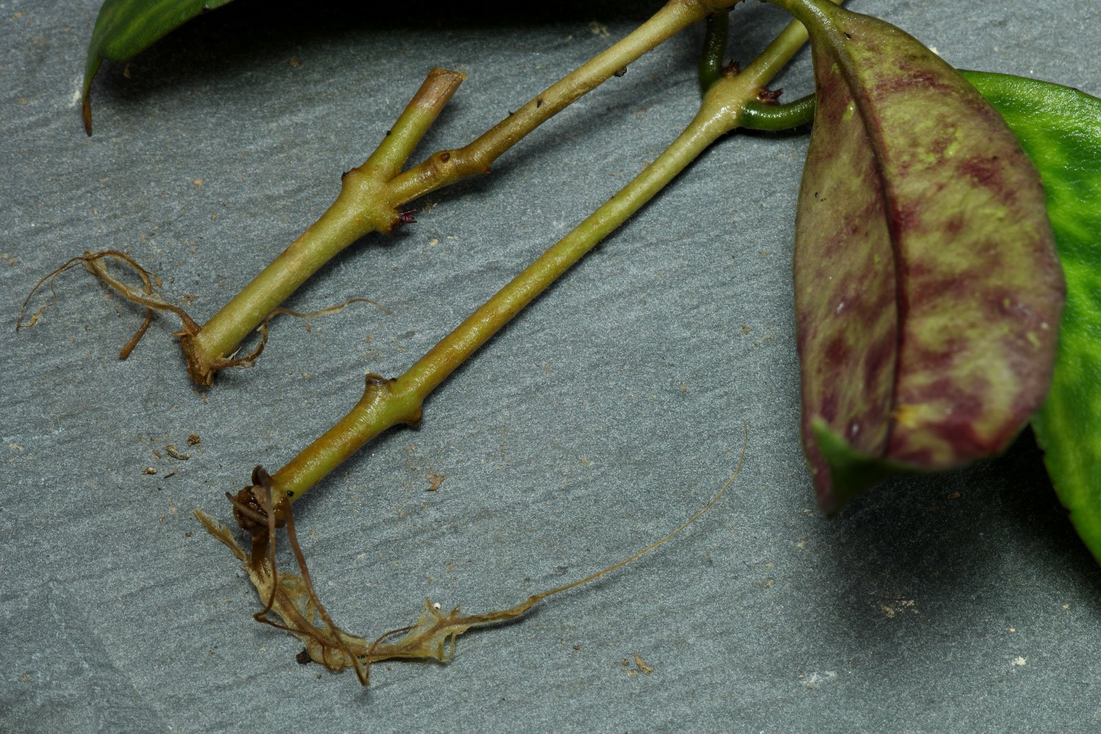 Aeschynanthus longicaulis