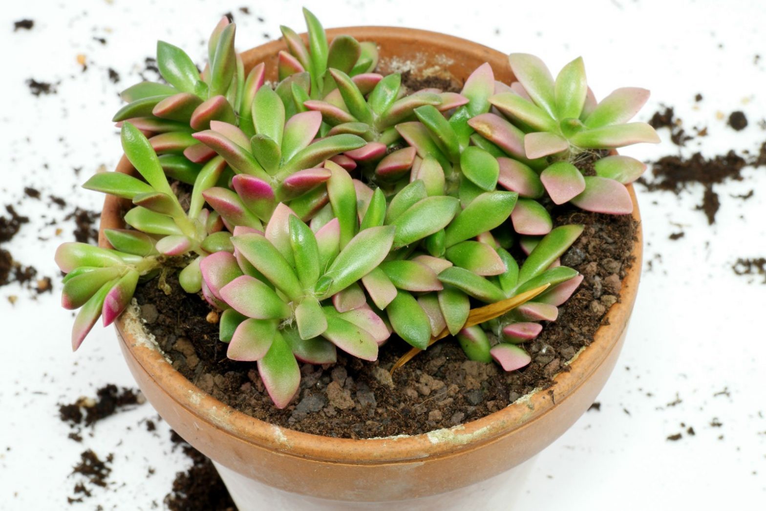 Anacampseros rufescens