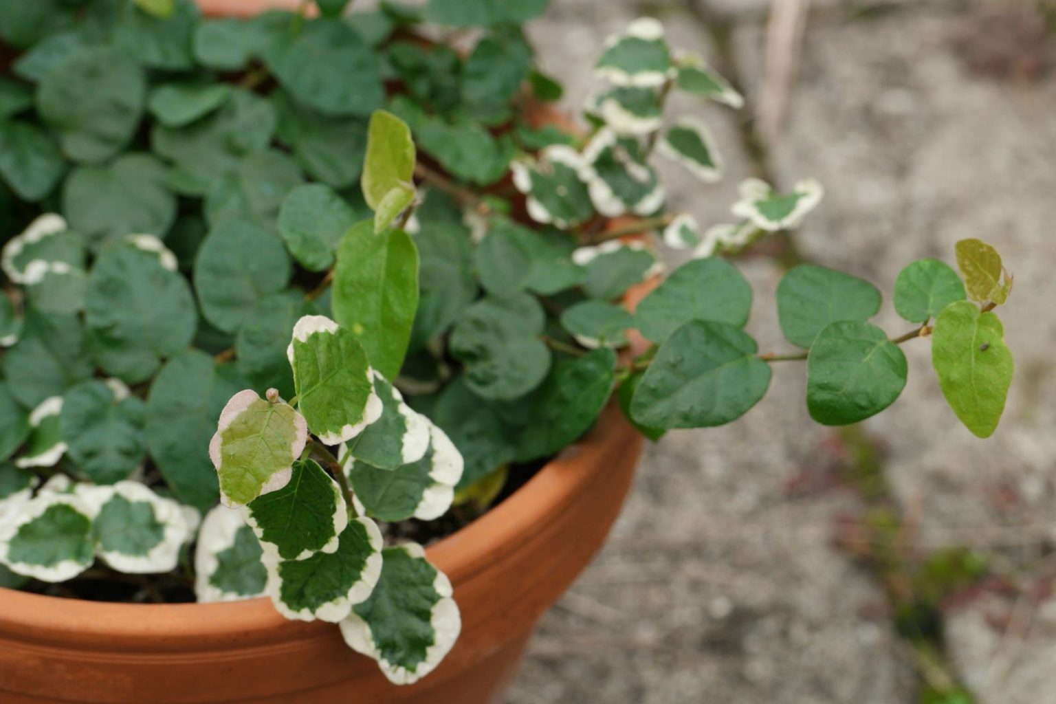 Produktbild von Ficus Pumila - Topf L | - Aquarium Shop
