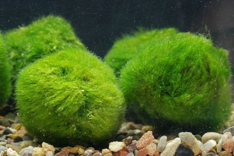 Moosball, Mooskugel (Aegagropila linnaei)
