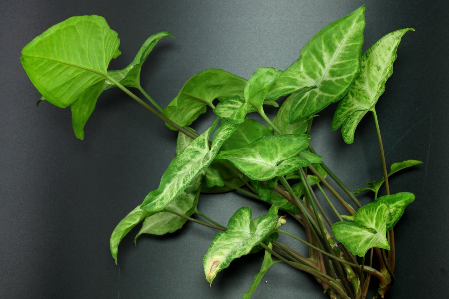 Purpurtute (Syngonium podophyllum)