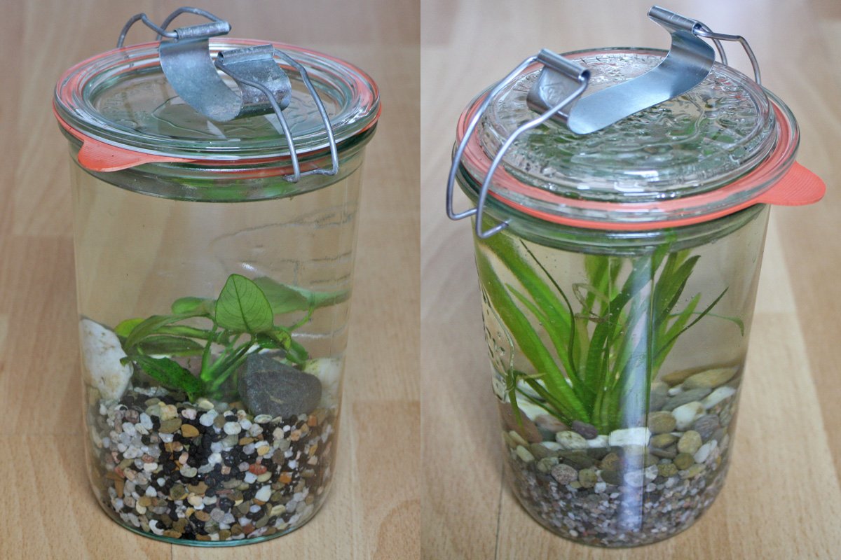 Wasserpflanzen im Einmachglas