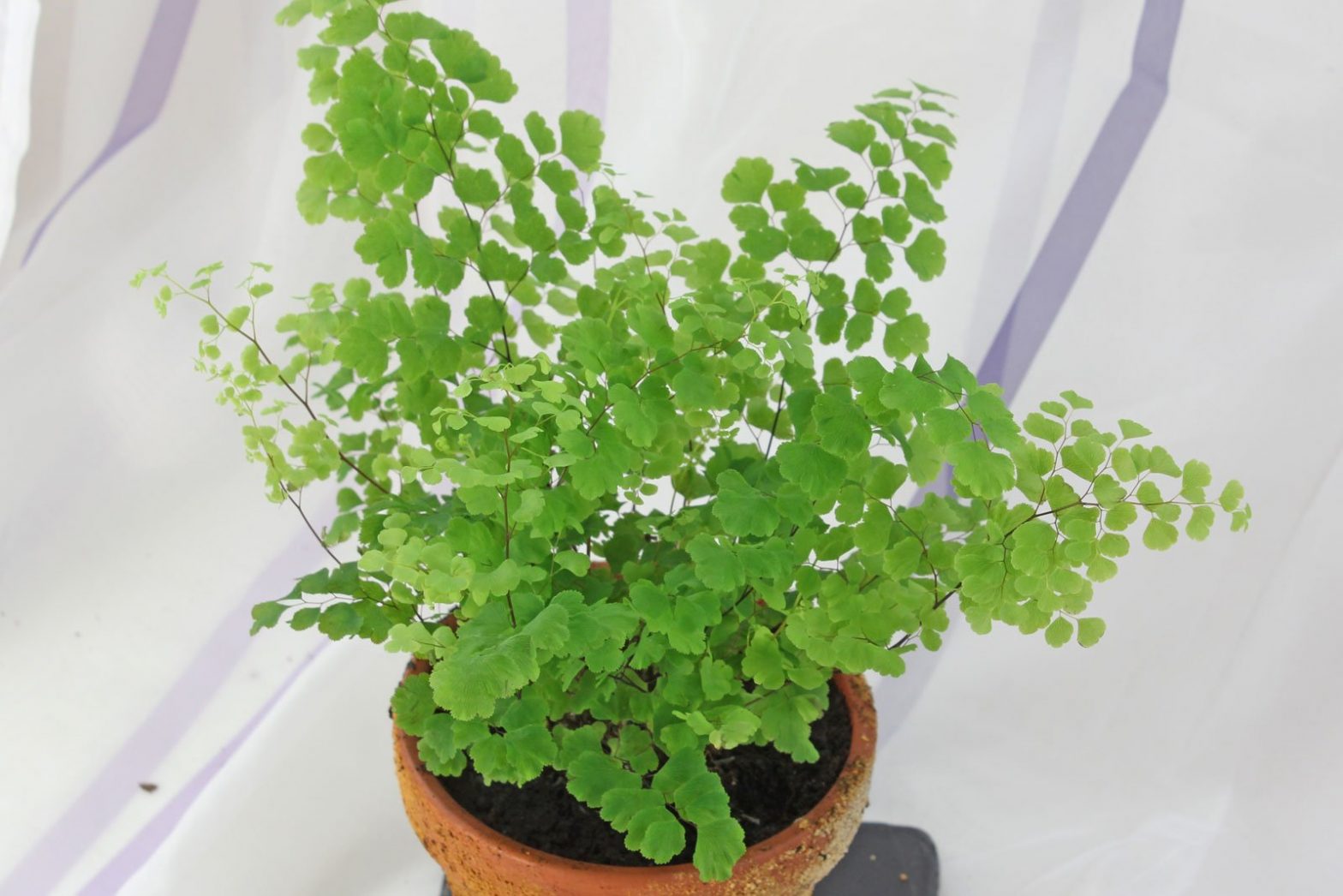 Frauenhaarfarn (Adiantum raddianum)