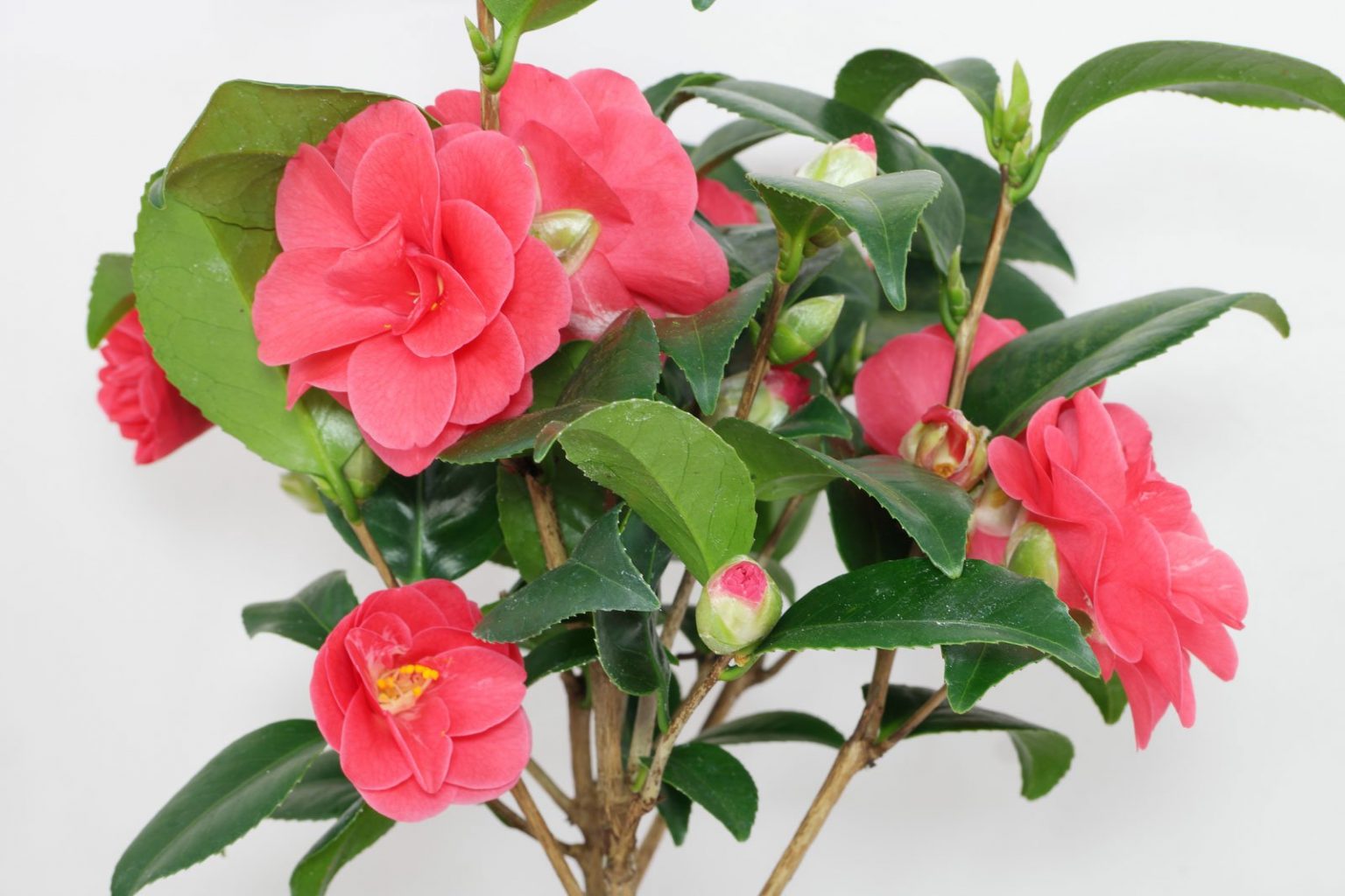 Kamelia (Camellia japonica)